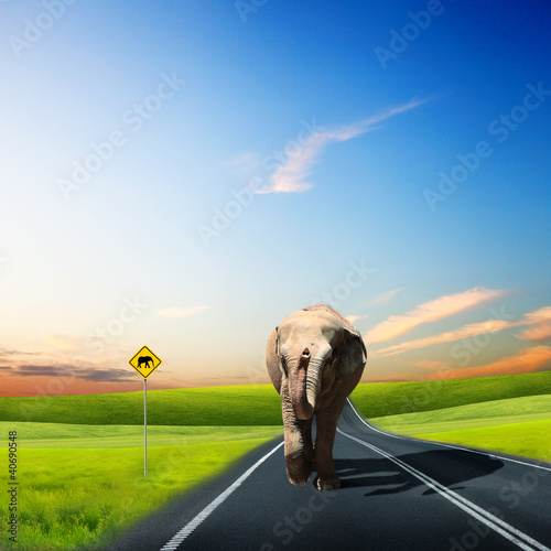 Photo: Elephant Bull in walking on a road Elephant Bull in walking on a road