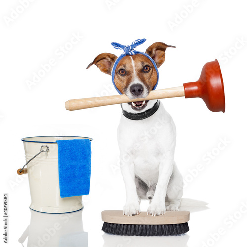 Foto: cleaning dog cleaning dog