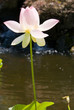 Sacred Lotus