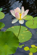 Sacred Lotus