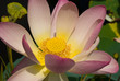 Sacred Lotus