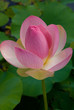 Sacred Lotus