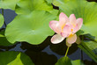 Sacred Lotus