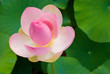 Sacred Lotus
