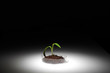 Small green plant on the table
