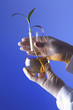 Green plants in biology laborotary