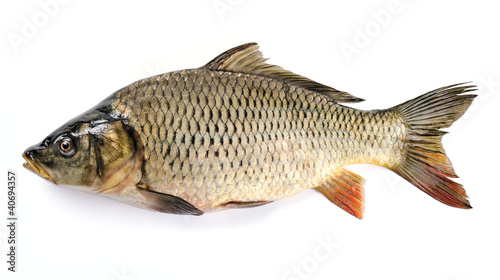 Photo: Carp Carp