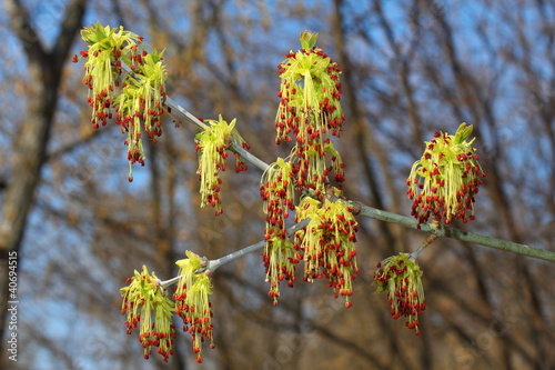 Photo: Spring sprig of maple Spring sprig of maple