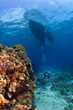 Scuba Diver next to a Coral Wall