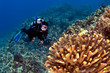 Diver looking at the Coral in Kona Hawaii