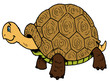 tortue