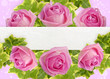 Roses