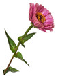 Flower Zinnia isolated