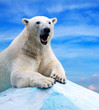 polar bear