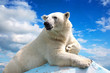 Photo: polar bear against sky polar bear against sky