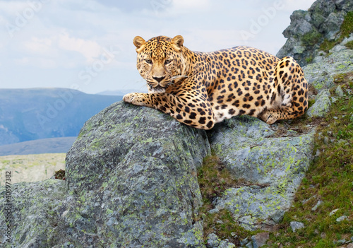 Photo: leopard at wildness area leopard at wildness area