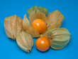 Physalis