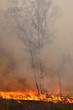 Photo: Act of God. Burning forest Act of God. Burning forest