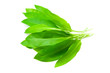Ramsons