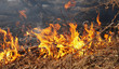 Photo: Burning dry grass in a forest Burning dry grass in a forest