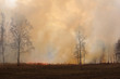 Burning forest