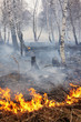 Fire in a wood