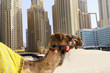 Camel in the city