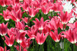 beautiful tulips