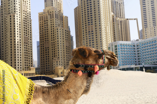Photo: Camel in the city Camel in the city