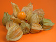 Physalis
