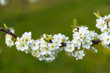 Kirschblüte in Wiesbaden-Frauenstein/Deutschland