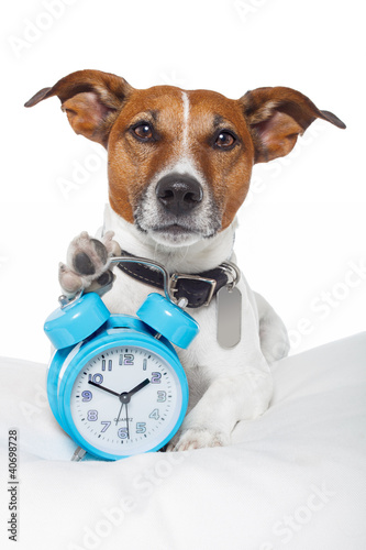 Photo: Dog early awake with alarm clock Dog early awake with alarm clock