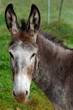 mule