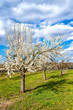 Kirschblüte in Wiesbaden-Frauenstein/Deutschland Kirschblüte in Wiesbaden-Frauenstein/Deutschland