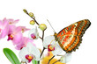 Schmetterling 23