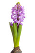 Hyacinth