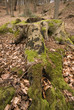 Baumstumpf