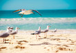 seagulls