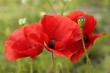 Klatschmohn