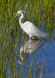 Egretta garzetta in summer plumage.
