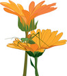 marigold and grasshopper