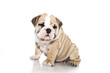 Photo: English bulldog puppy isolated English bulldog puppy isolated