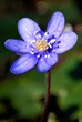 Anemone hepatica