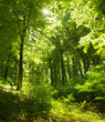 Buchenwald im Sommer