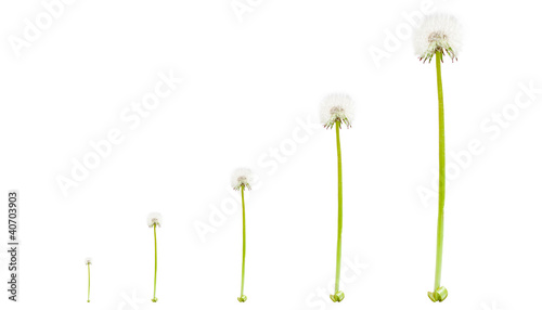Photo: Dandelions that grow on white background Dandelions that grow on white background
