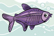 cartoon x-ray fish cartoon x-ray fish