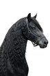 Friesian stallion on a white background