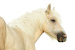 Irish cob on a white background Irish cob on a white background