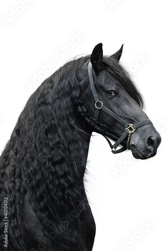 Photo: Friesian stallion on a white background Friesian stallion on a white background