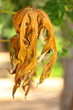 Papaya leaves to shrivel.